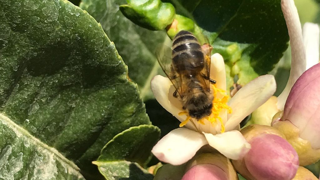 abeja en mano de buda
